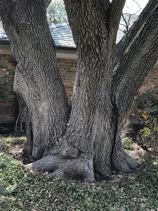 Mature heritage tree close to a Tucker property cared for by certified arborists